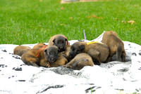 Pile of puppies