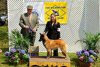 Linc's First Show Photo-Winners Dog for 3 pts!