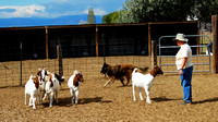 Matt, 4 years old, herding at Valdemar Farms