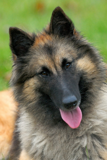 BasqueLaine Belgian Tervuren & Pomeranians | Basquelaine Winning Colors ...