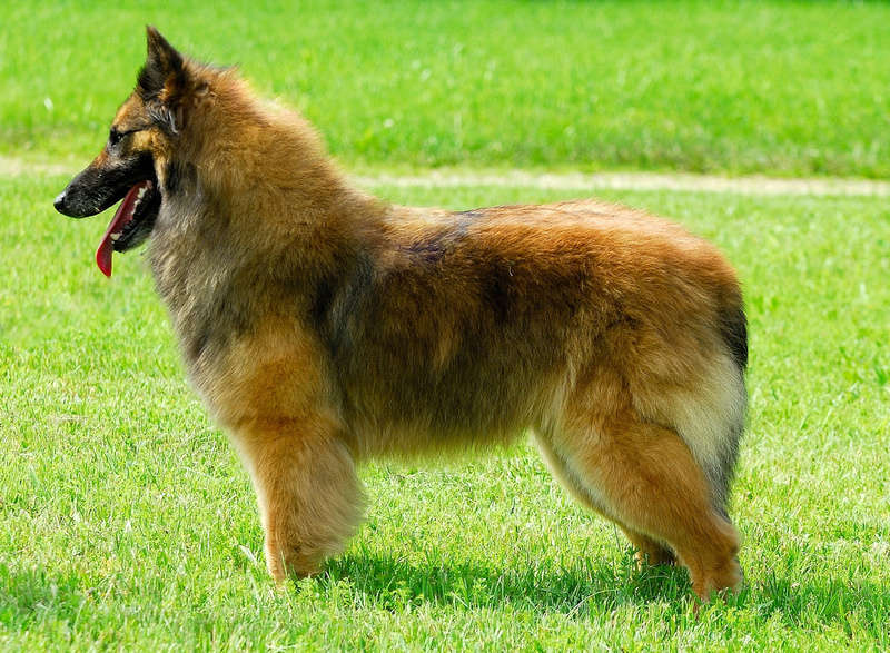 BasqueLaine Belgian Tervuren & Pomeranians | Basquelaine Winning Colors ...