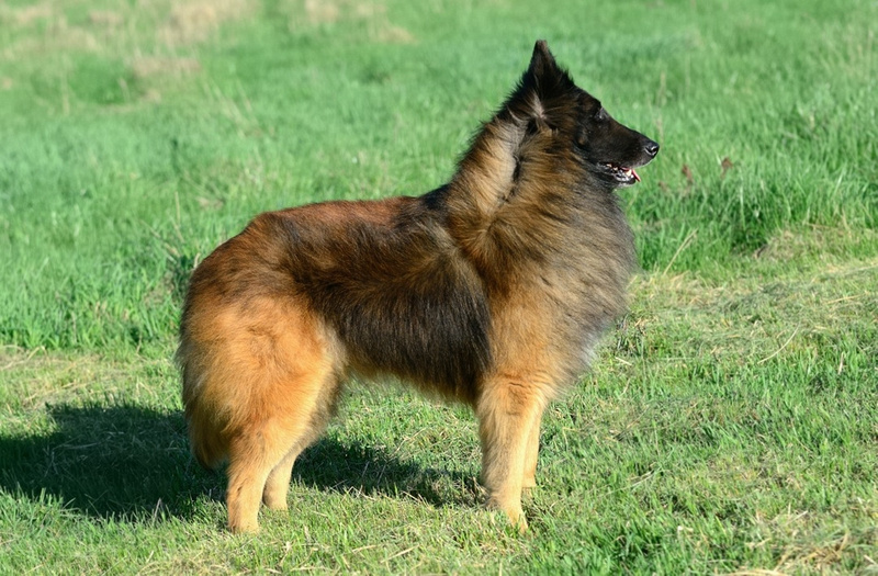 BasqueLaine Belgian Tervuren & Pomeranians | Matt's show & study pictures