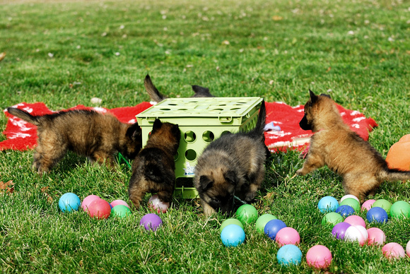 Puppy problem solving - get the food under the crate