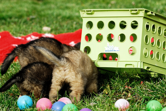 Puppy problem solving - get the food under the crate