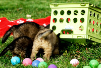 Puppy problem solving - get the food under the crate