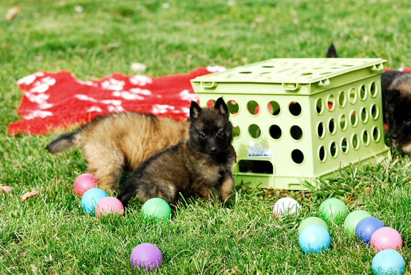 Puppy problem solving - get the food under the crate