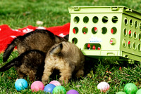 Puppy problem solving - get the food under the crate