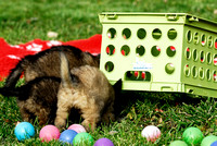 Puppy problem solving - get the food under the crate