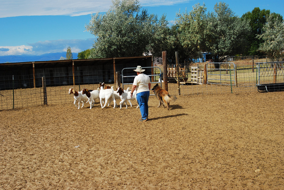 Matt, 4 years old, herding at Valdemar Farms