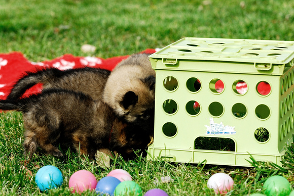 Puppy problem solving - get the food under the crate