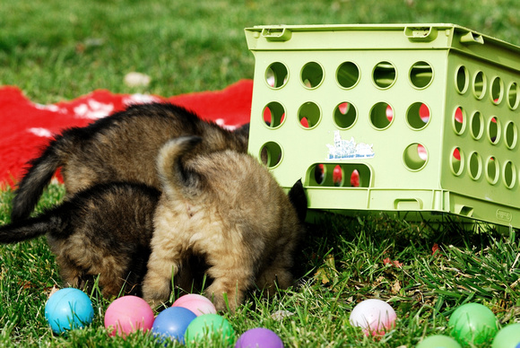 Puppy problem solving - get the food under the crate