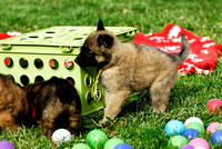 Puppy problem solving - get the food under the crate