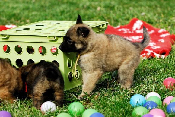 Puppy problem solving - get the food under the crate