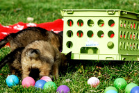 Puppy problem solving - get the food under the crate