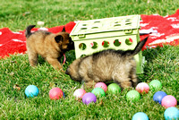 Puppy problem solving - get the food under the crate