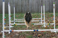 Linc finds jump grids incredibly fun, especially if there is a ball waiting for him at the end.