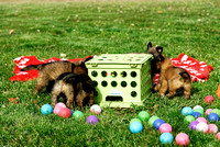 Puppy problem solving - get the food under the crate