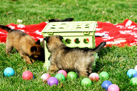 Puppy problem solving - get the food under the crate