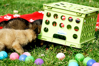 Puppy problem solving - get the food under the crate