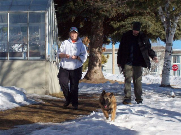 Braendon heading in to a victim during an off-lead trailing exercise